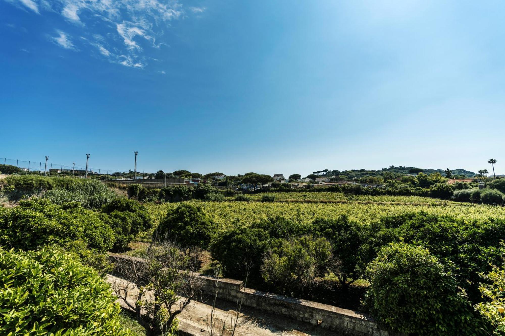 Tenuta Calitto Wine Resort E Spa Ischia Exteriör bild