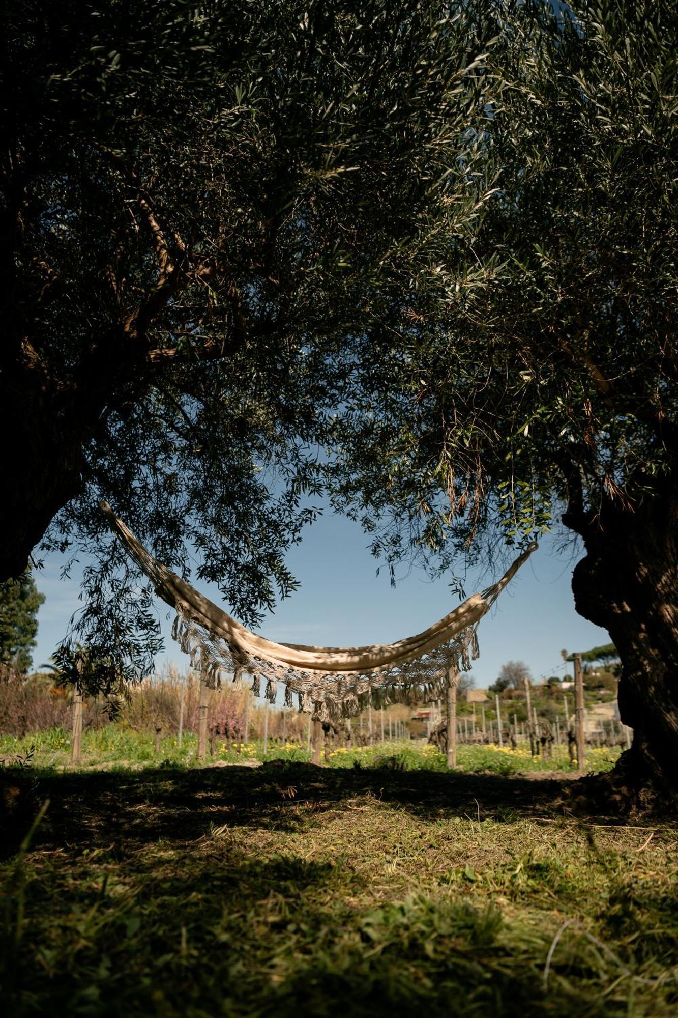 Tenuta Calitto Wine Resort E Spa Ischia Exteriör bild